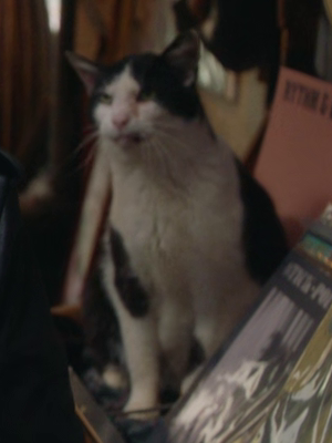 The Music Inn Cat