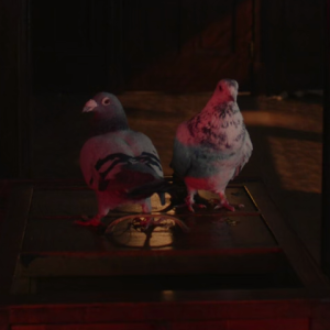 Times Square Pigeons Times Square Pigeons